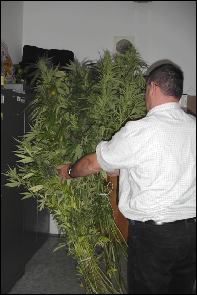 marihuana-21.9.06-1.jpg